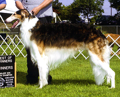 Top Obedience Borzoi 2014